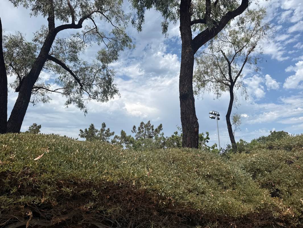 walking near me in Poinsettia Park in autumn