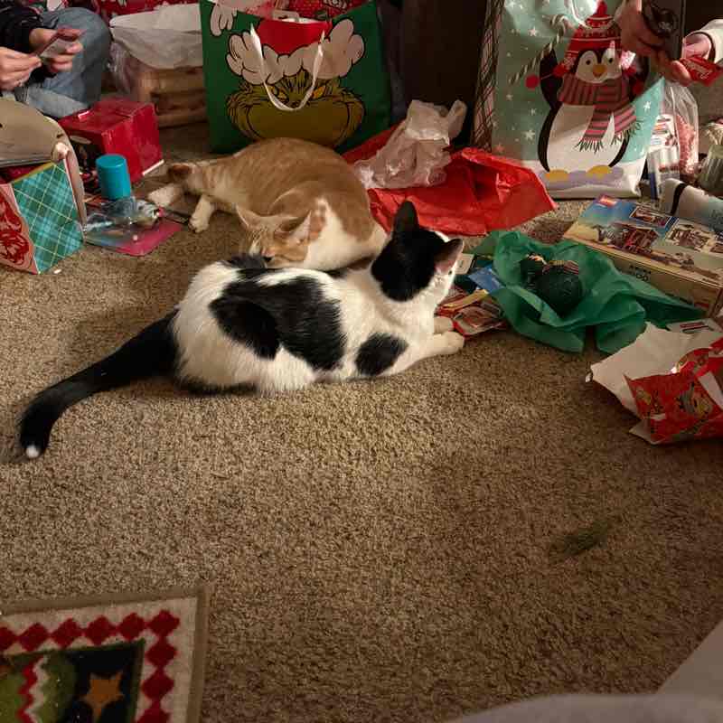 Walk Away the Pounds Julie 🧜‍♀️ post image