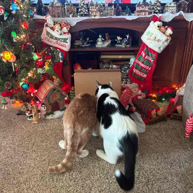 Walk Away the Pounds Julie 🧜‍♀️ post image