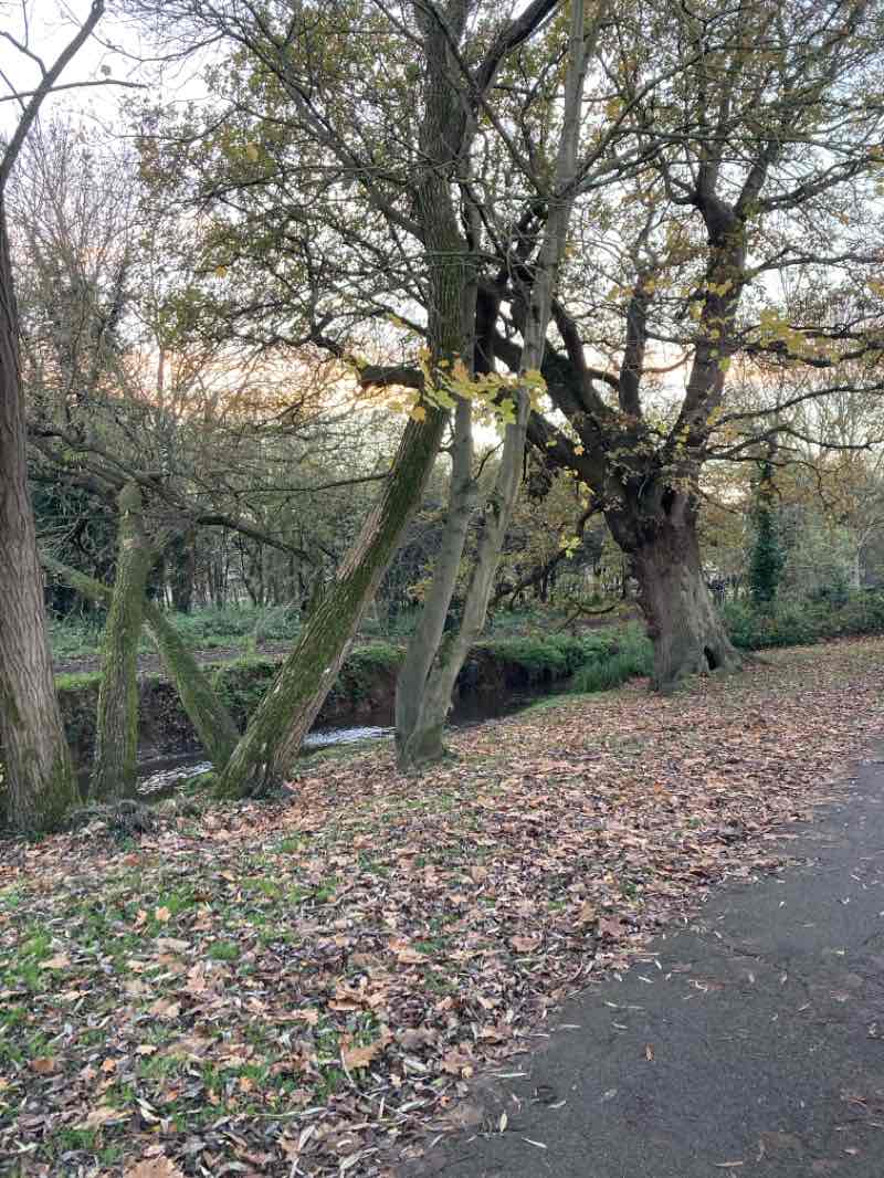 walking near me in Oak Hill Park in autumn