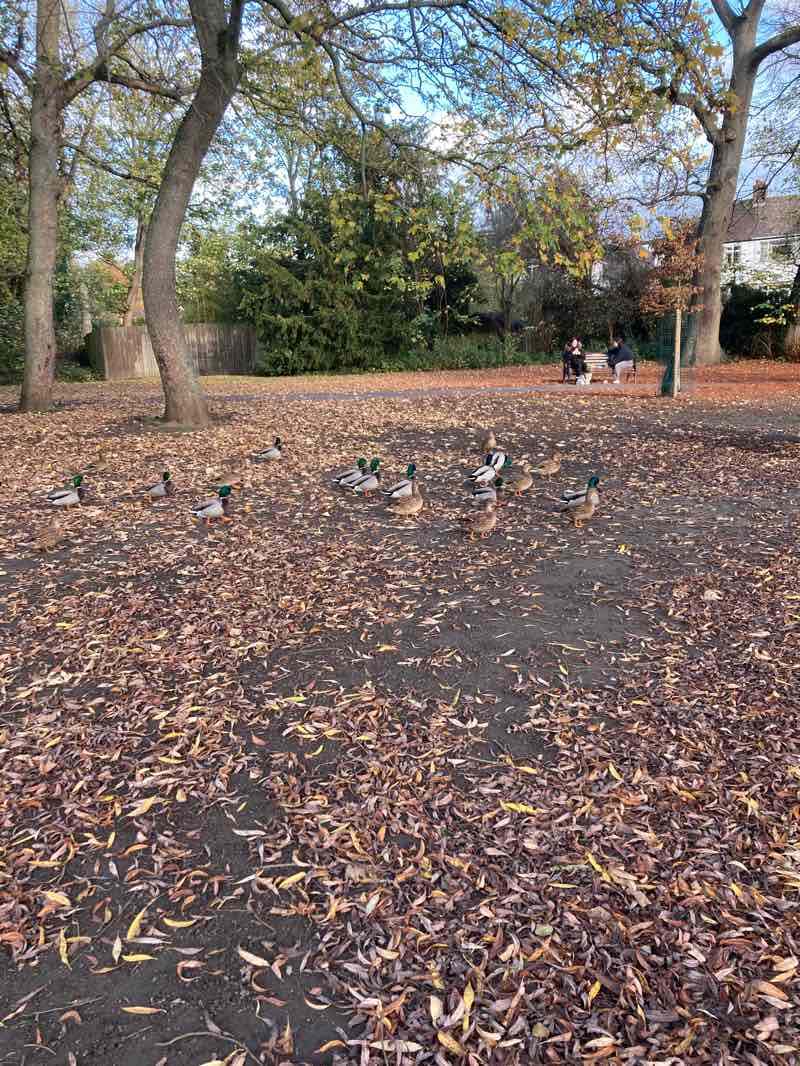 walking near me in Greenhill Gardens in autumn