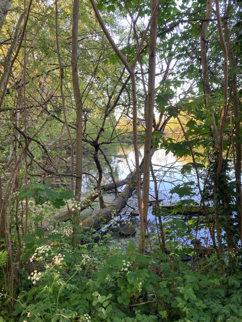 walking near me in Greenhill Gardens in spring