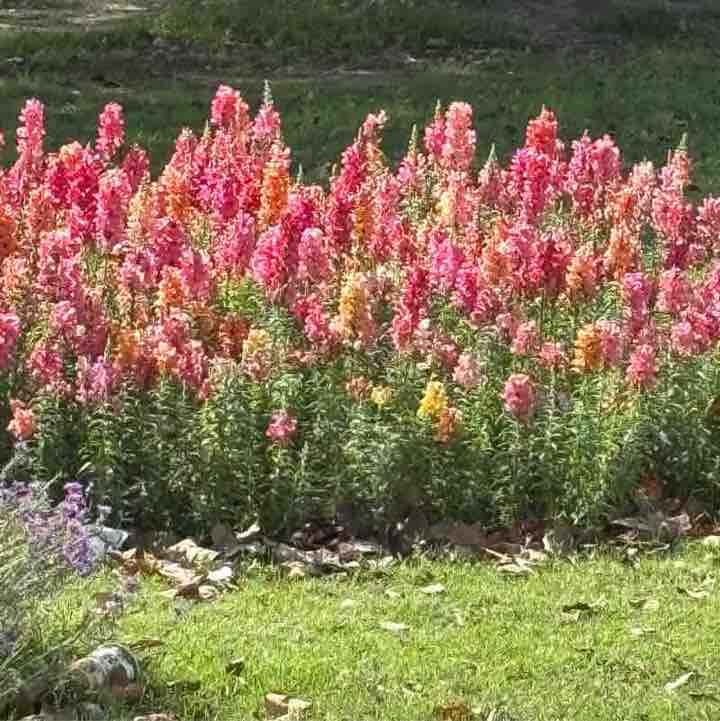 Dr Mubarak Mehdi post 3