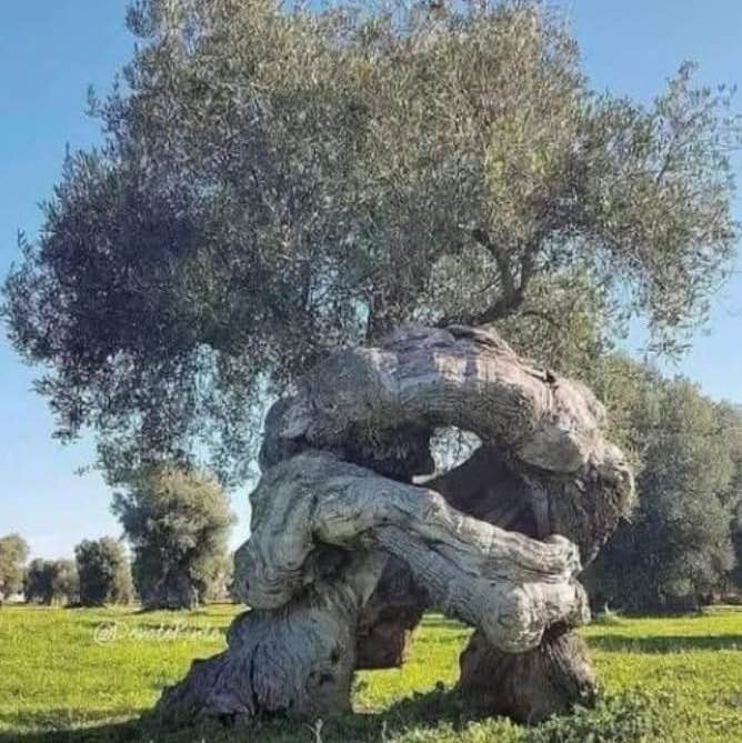 Dr Mubarak Mehdi post 2