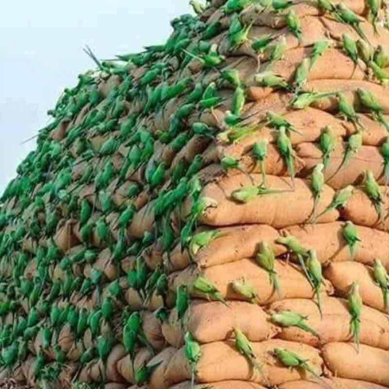 Dr Mubarak Mehdi post 2