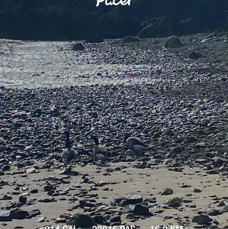 OZZY     ☕️🍋🌴 post 1