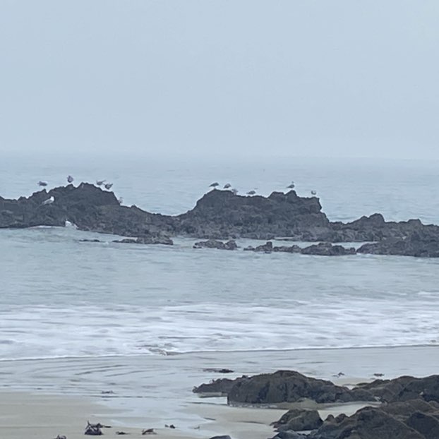 OZZY     ☕️🍋🌴 post 3