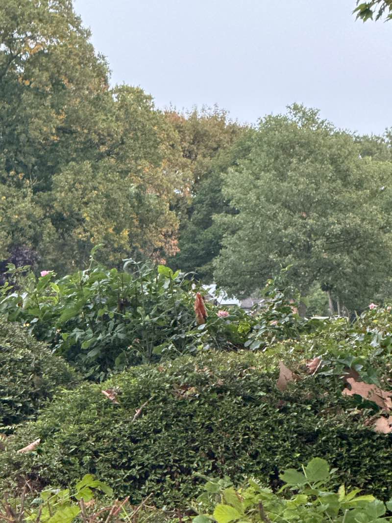 walking near me in Vines Park in autumn