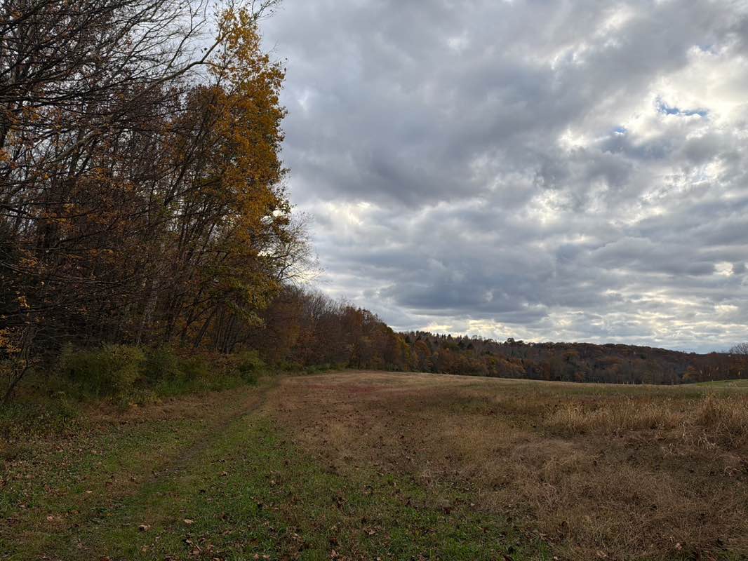 walking near me in Platt Farm Park in autumn