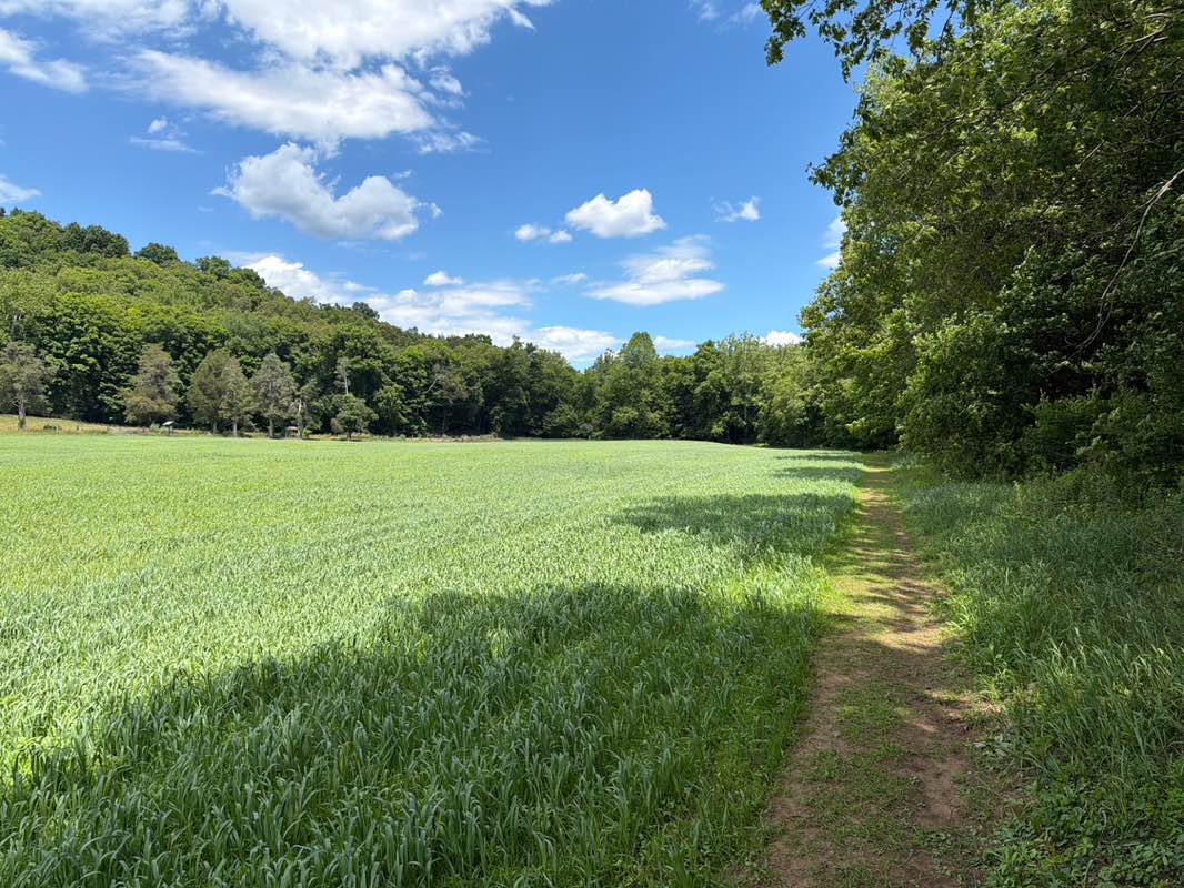 walking near me in Platt Farm Park in summer
