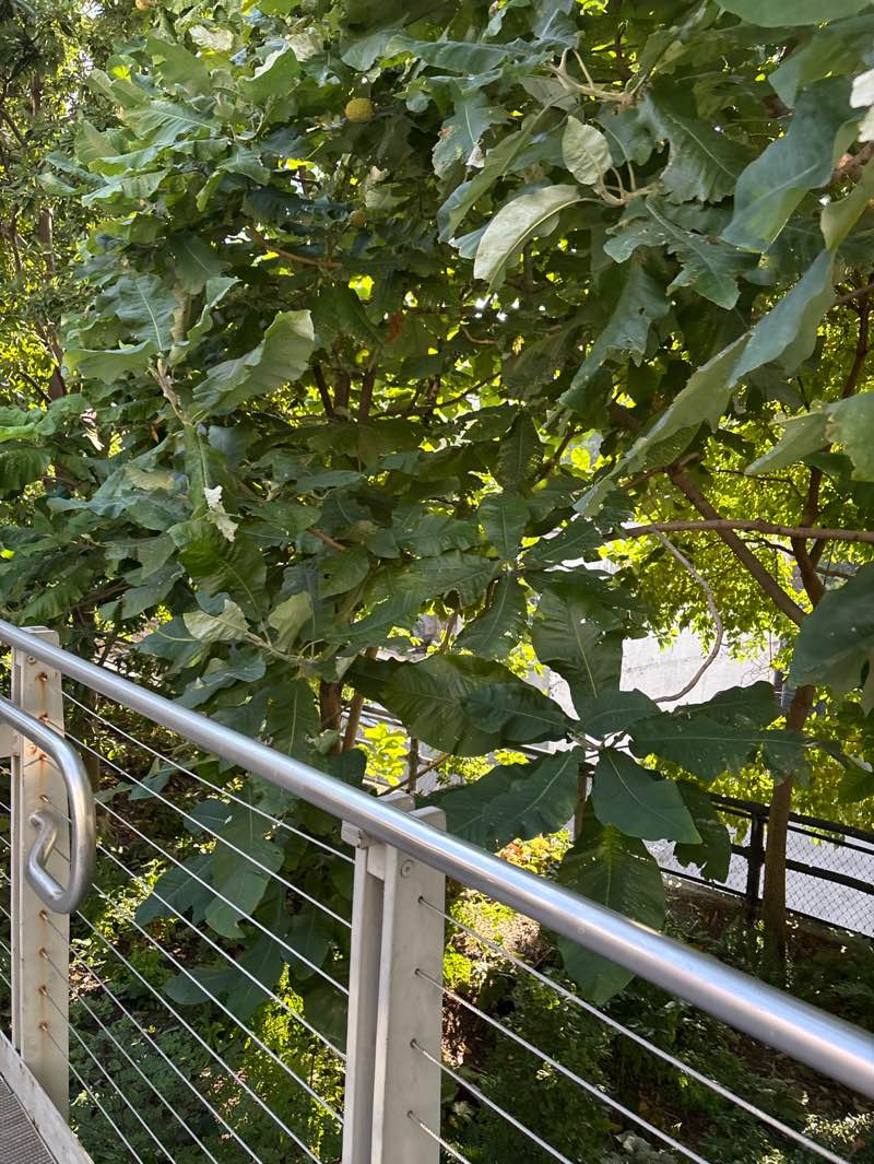 walking near me in The High Line in autumn