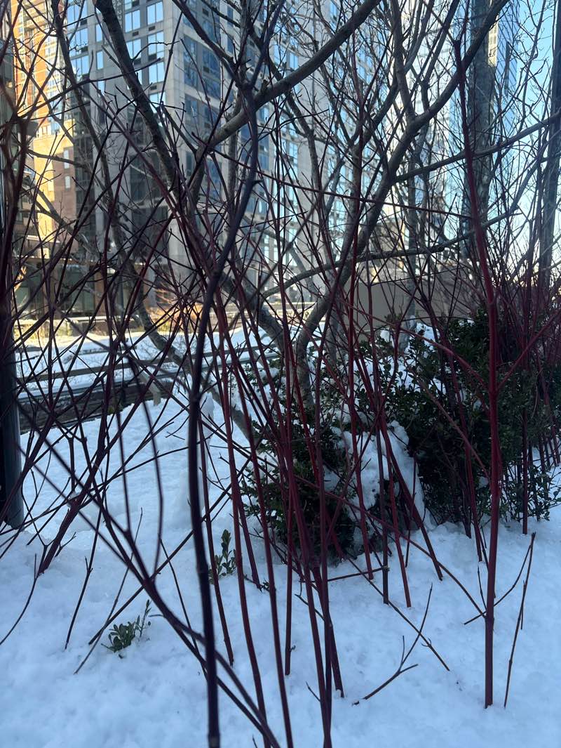 walking near me in The High Line in winter