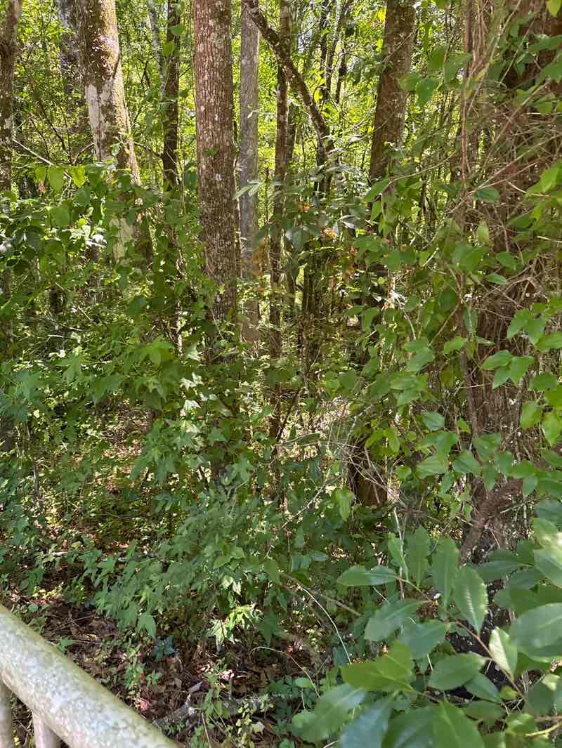 walking near me in Palmetto Leaves Regional Park in spring