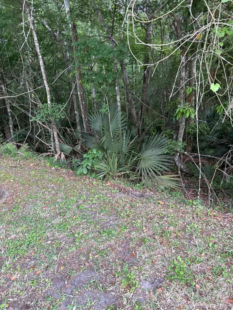 walking near me in Palmetto Leaves Regional Park in spring