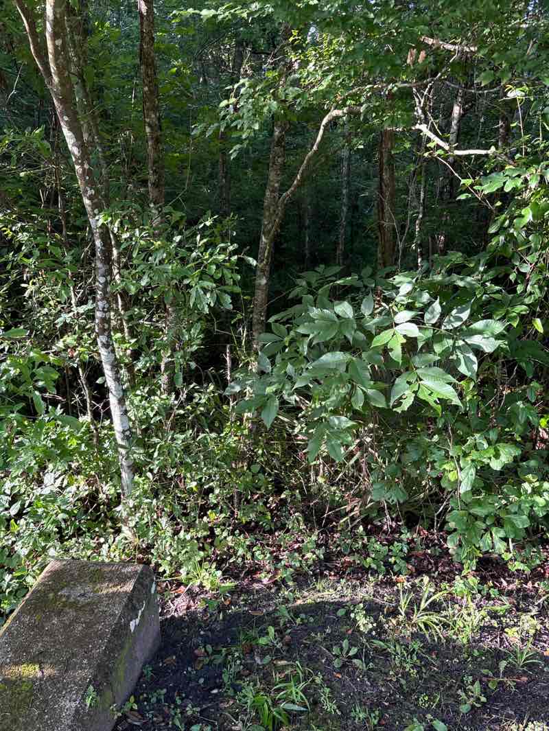 walking near me in Palmetto Leaves Regional Park in summer