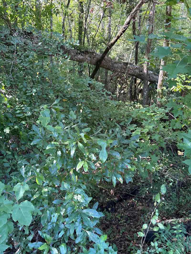 walking near me in Palmetto Leaves Regional Park in summer