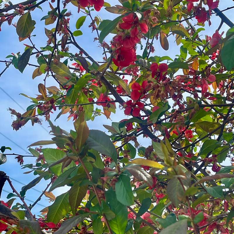 ꧁❦🌻𝑆𝑢𝑛𝑓𝑙𝑜𝑤𝑒𝑟🌻❦꧂