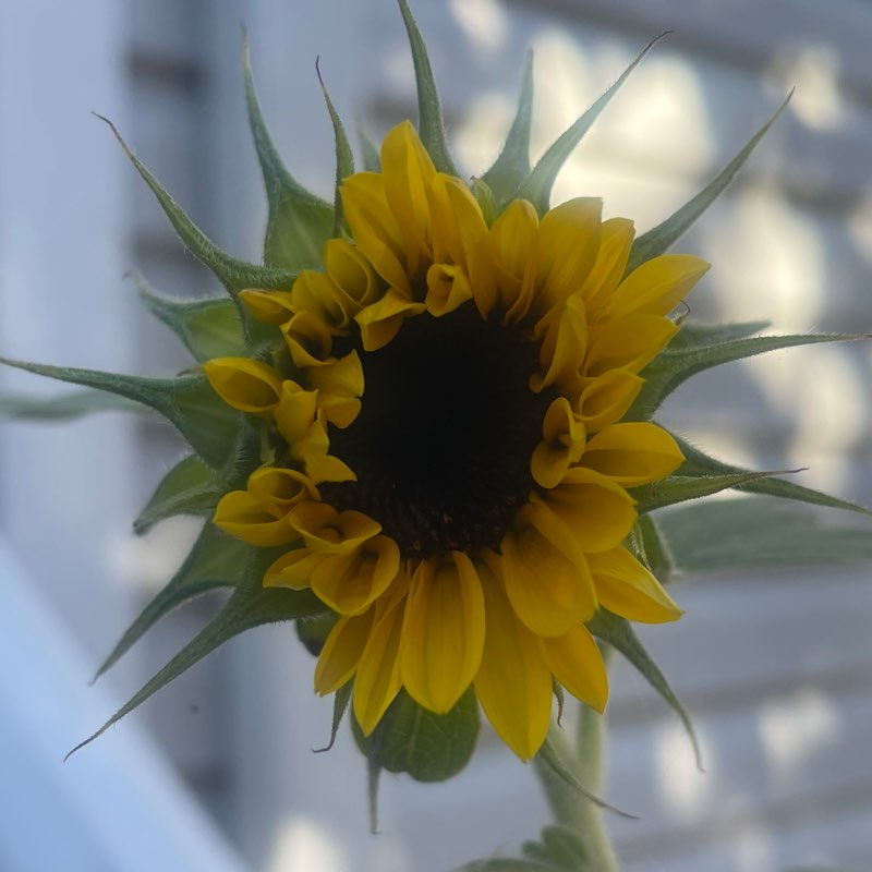 ꧁❦🌻𝑆𝑢𝑛𝑓𝑙𝑜𝑤𝑒𝑟🌻❦꧂