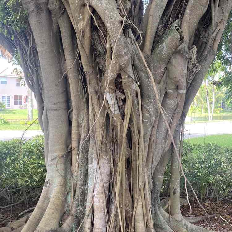 Miami Walking on  Sunshine  george1942 post image