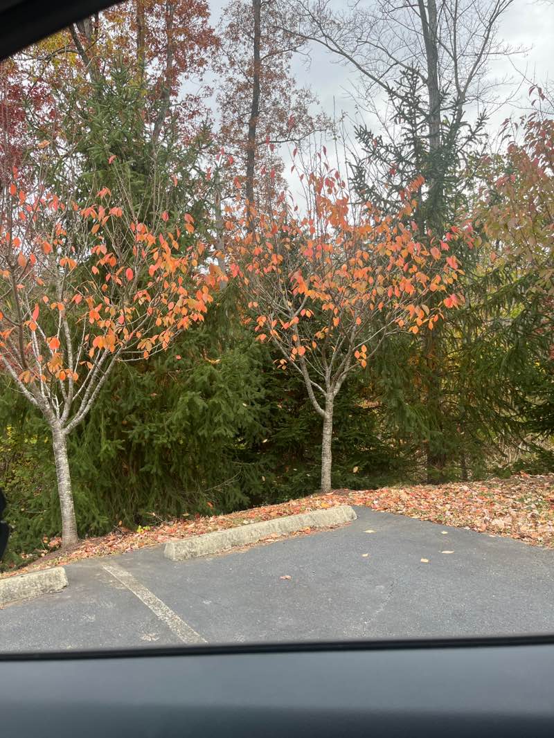 walking near me in Richard W Jones Park in autumn