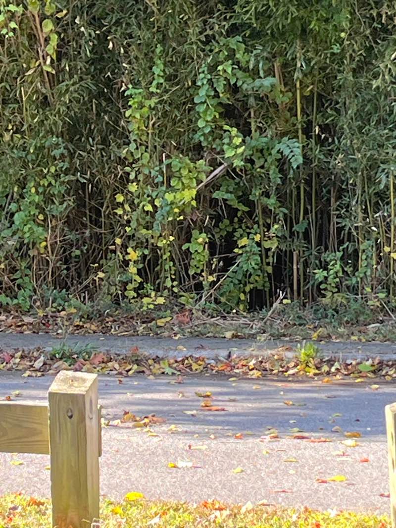 walking near me in Ox Hill Battlefield Park in autumn