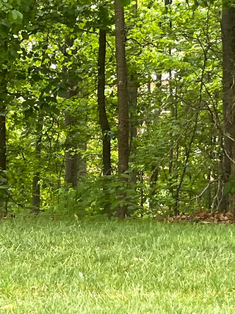 walking near me in Fair Oaks Park in spring