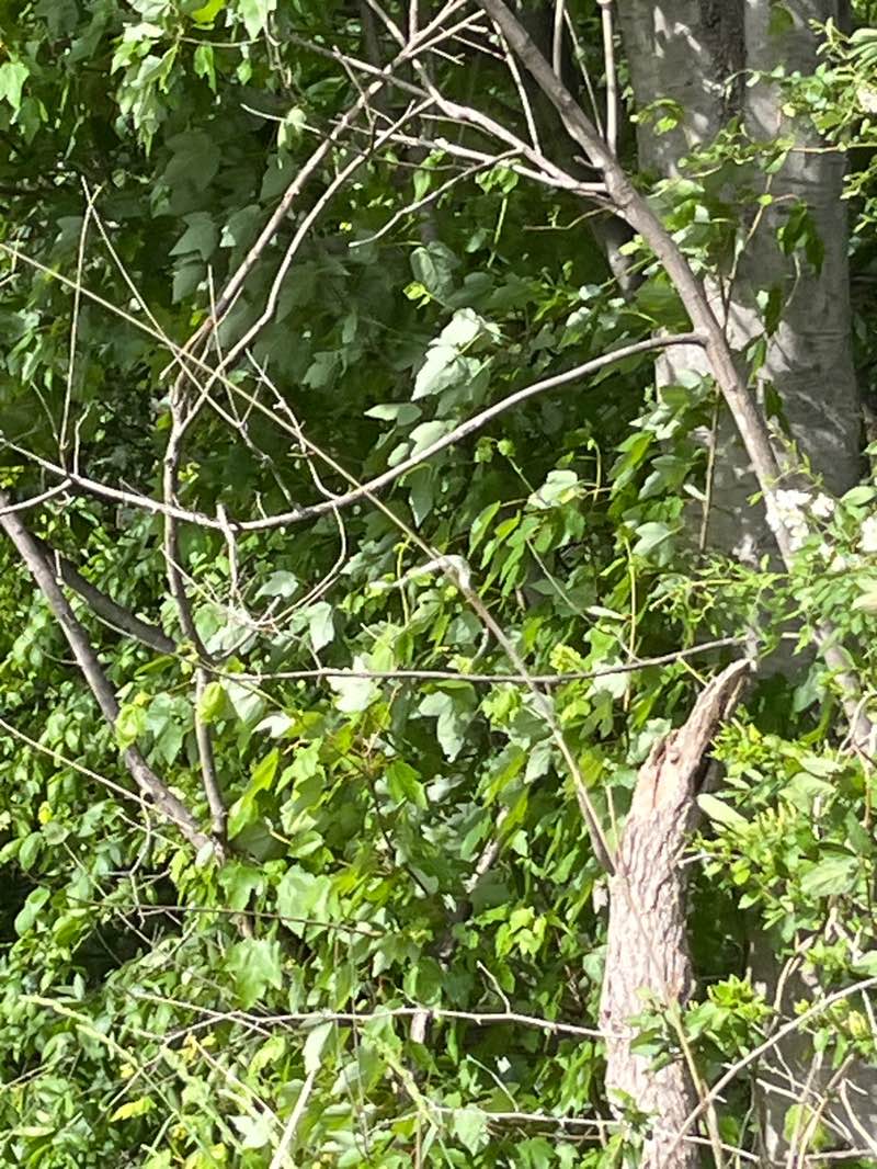 walking near me in Fair Ridge Park in spring