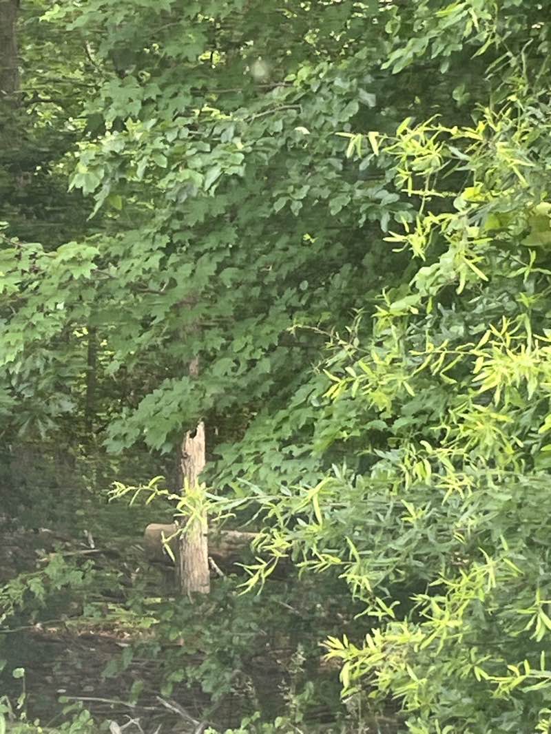 walking near me in Fair Woods Park in summer