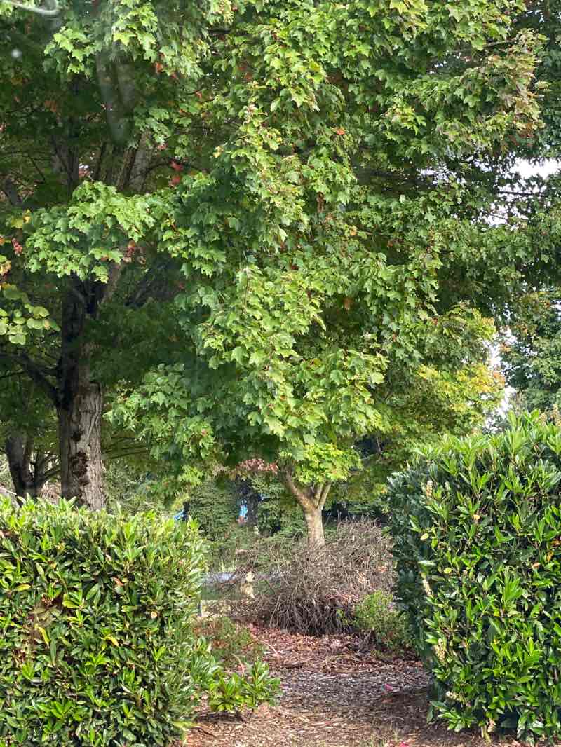 walking near me in Paramount School Park in autumn