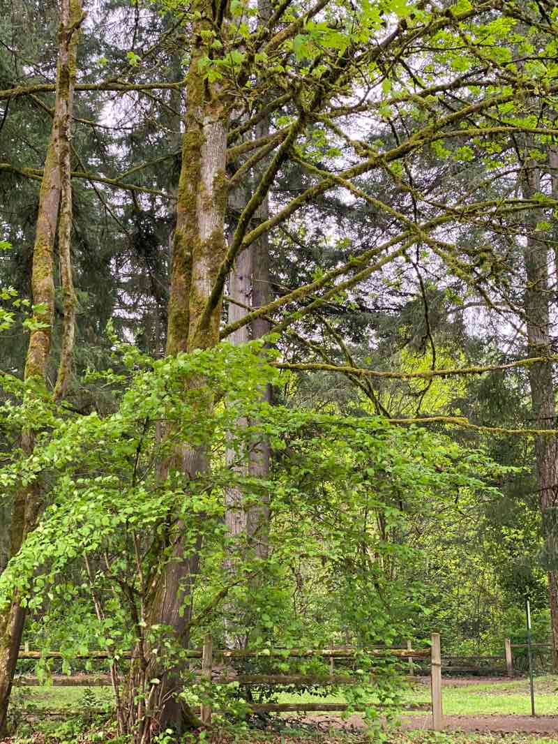 walking near me in Animal Acres Park in spring
