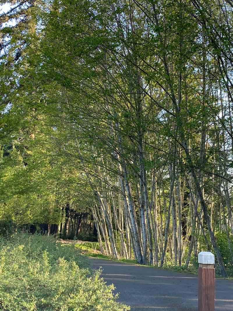 walking near me in Rose Hill Meadows Park in spring