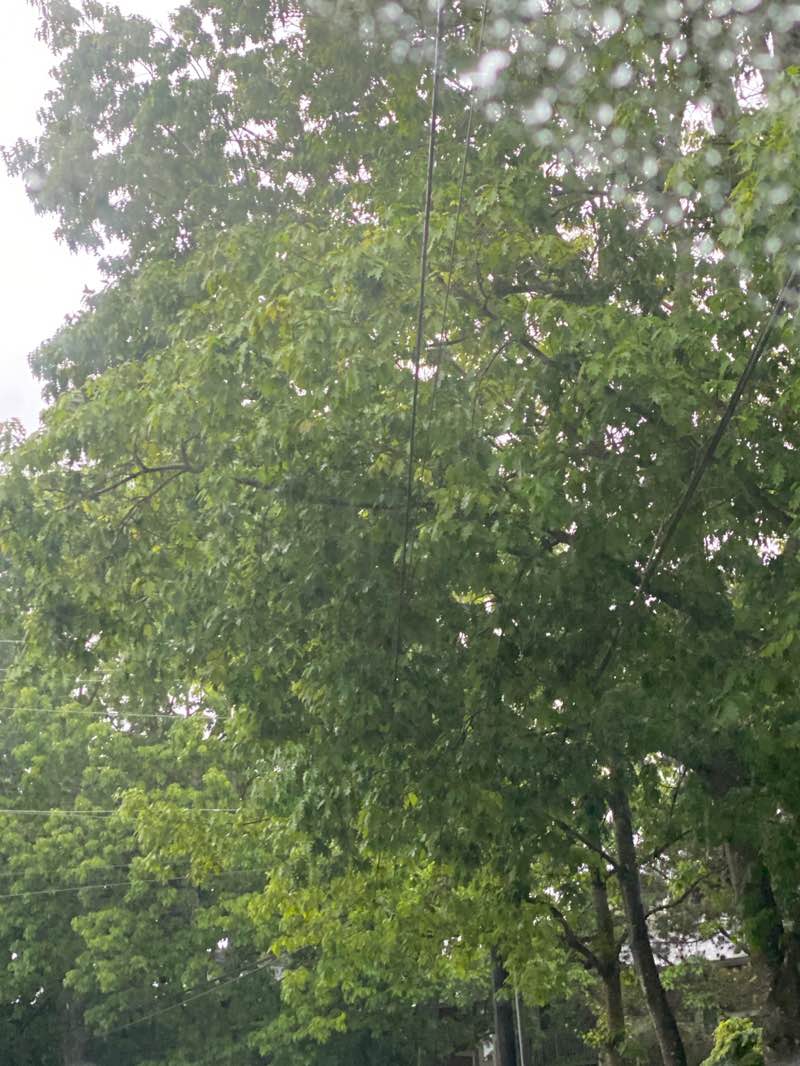 walking near me in Squire's Landing in spring