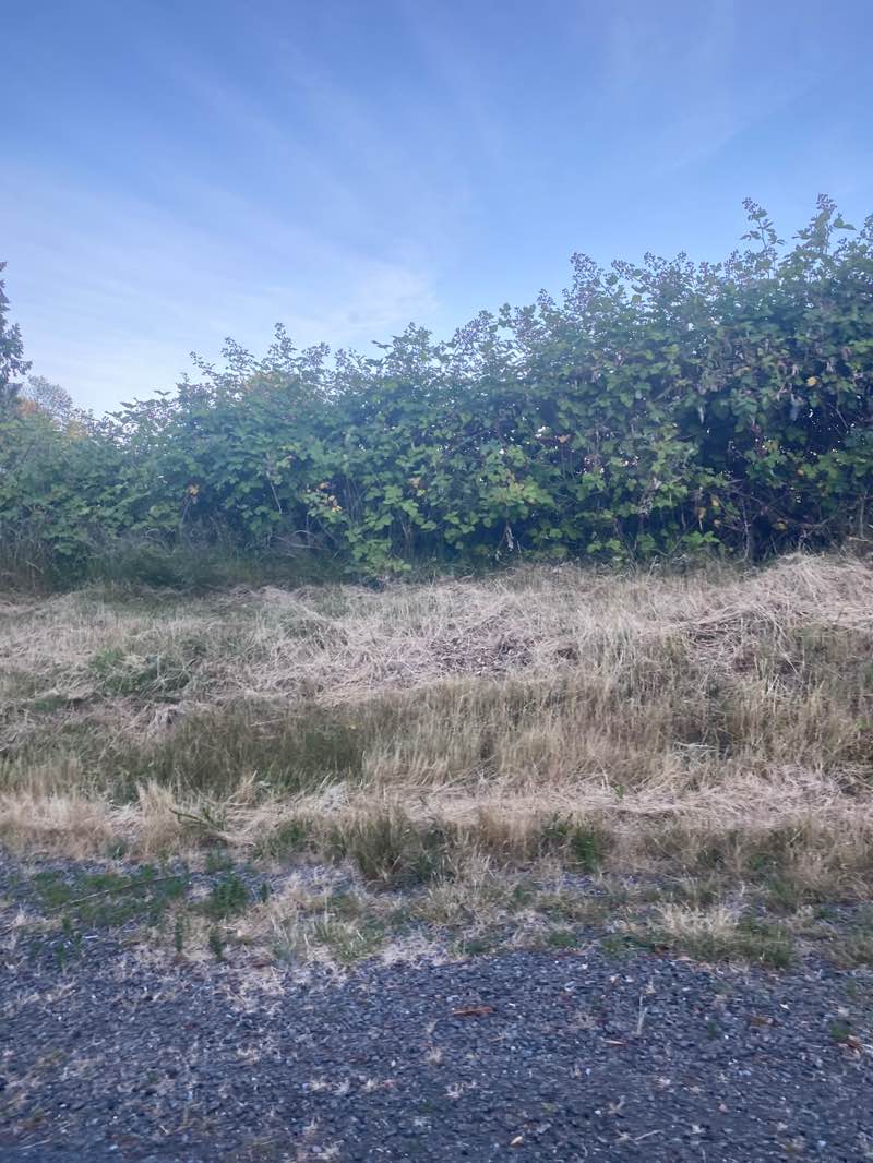 walking near me in Taylor Field Sports Park in summer