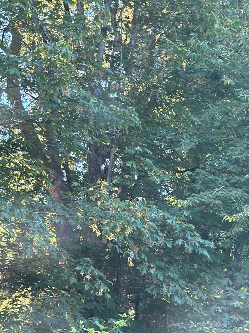 walking near me in Rose Hill Meadows Park in summer