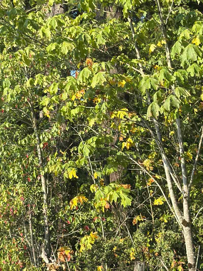 walking near me in Miner's Corner Park in summer
