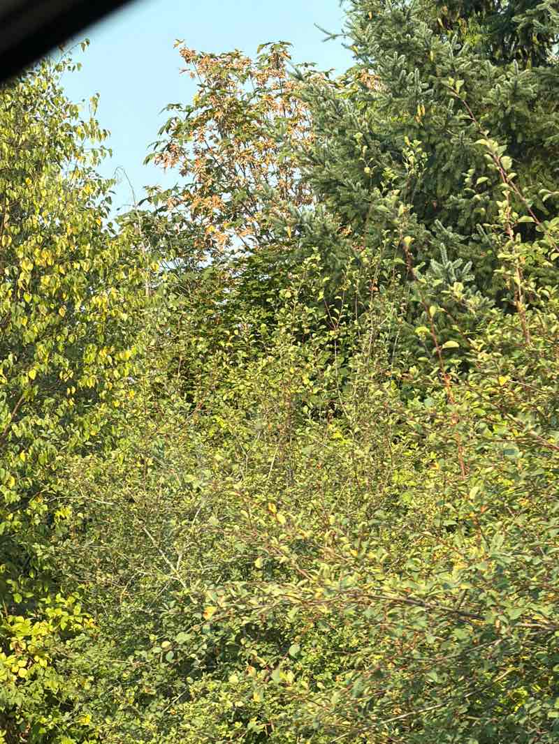 walking near me in Miner's Corner Park in summer