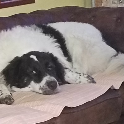 🇨🇭DogPacer🐾🐾 Flavio post image