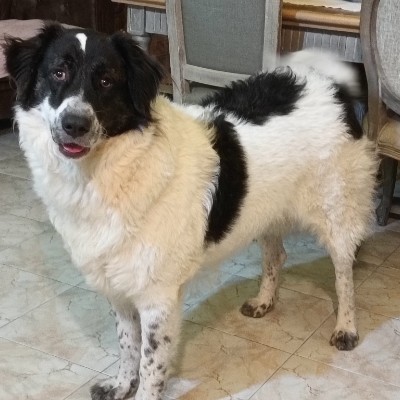 🇨🇭DogPacer🐾🐾 Flavio post image