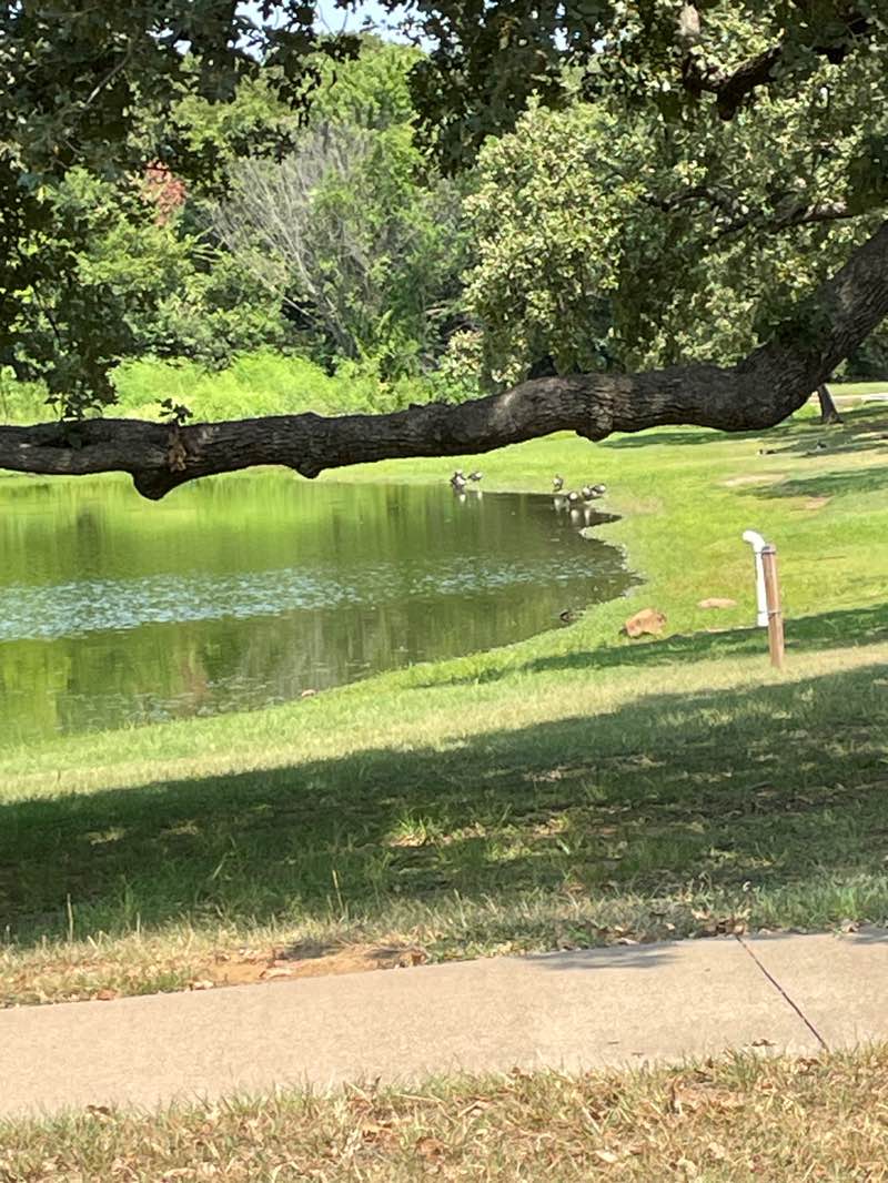 walking near me in Meadowview Park in autumn