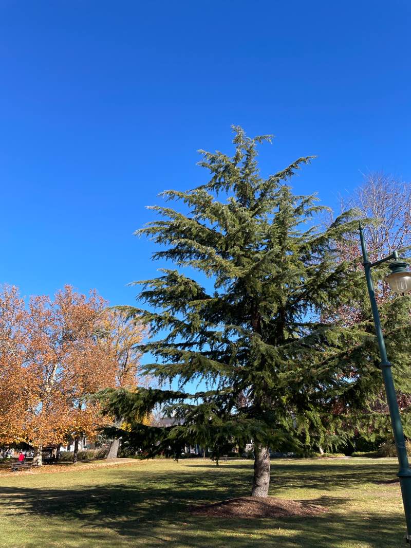 walking near me in Victory Park in autumn