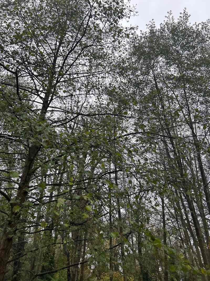 walking near me in Manor Farm Park in autumn