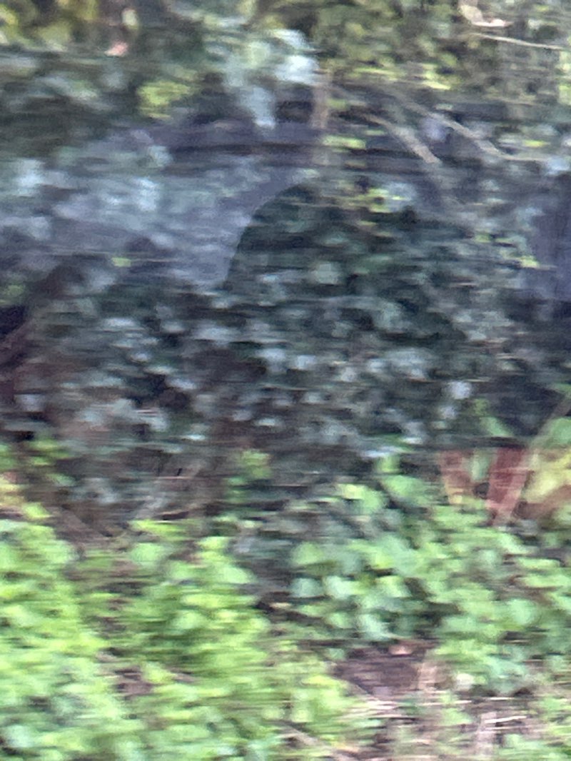 walking near me in The Leasowes in spring