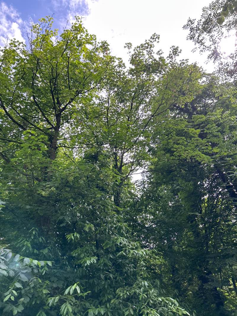 walking near me in Manor Farm Park in summer