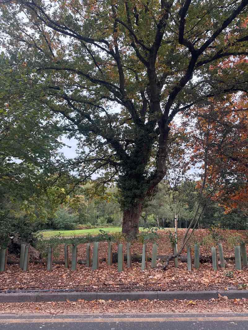 walking near me in Joel Park in autumn