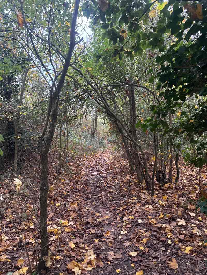 walking near me in Bulmershe Park in autumn