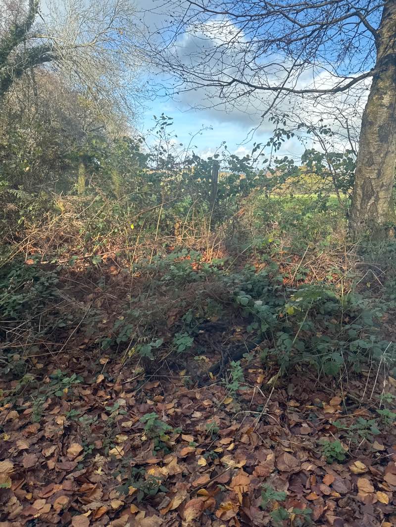 walking near me in Soalwood in autumn