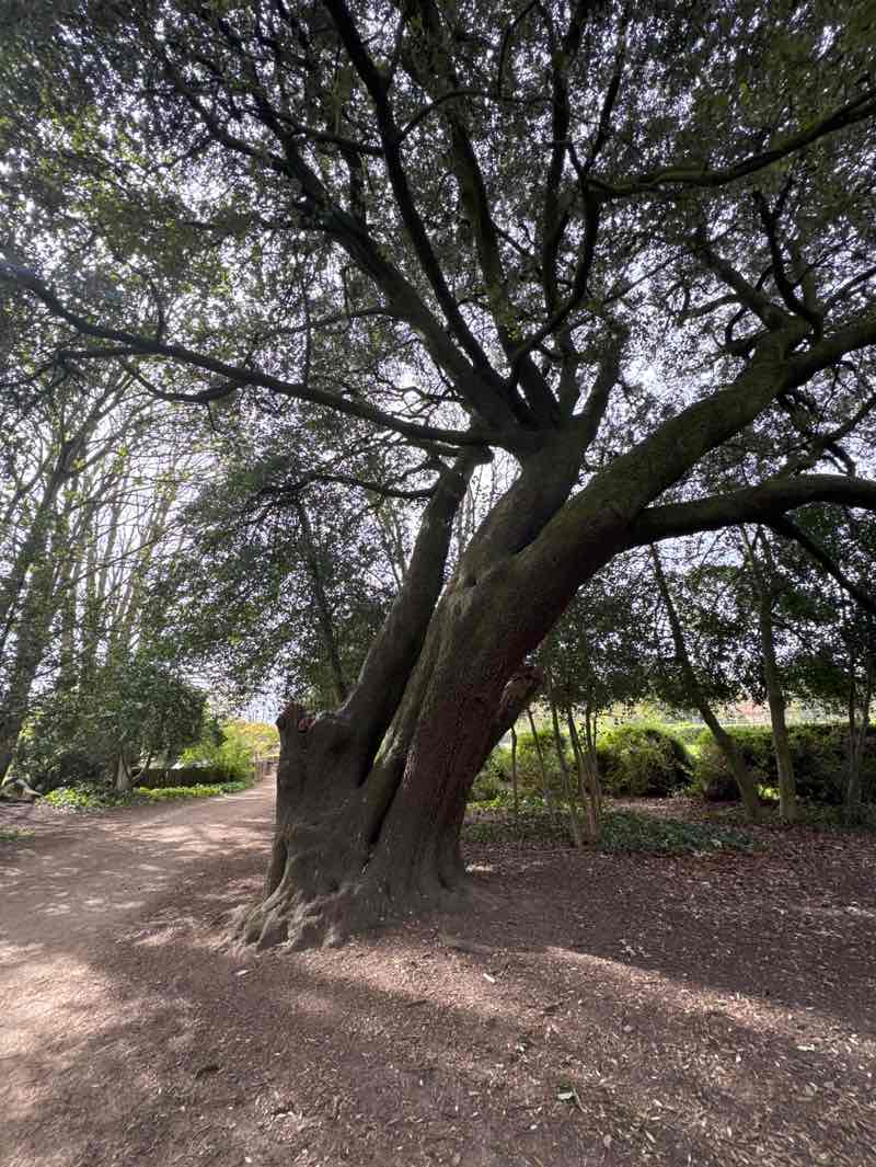 walking near me in St Michael's Park in spring