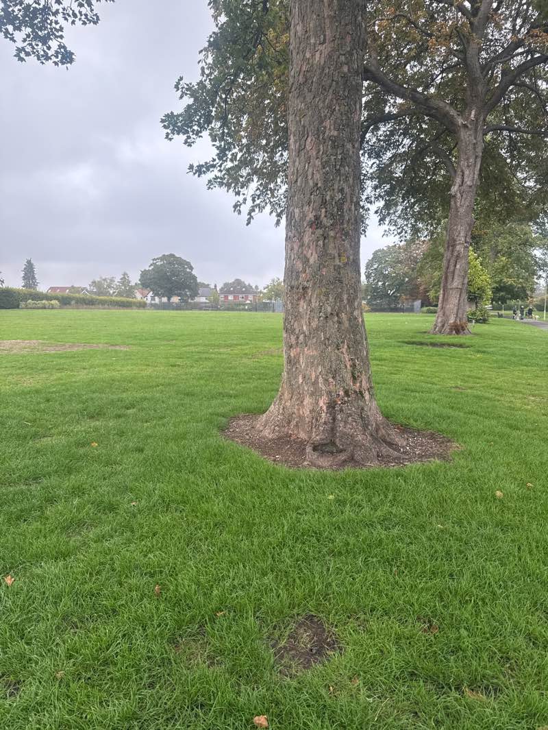 walking near me in Town Park in autumn