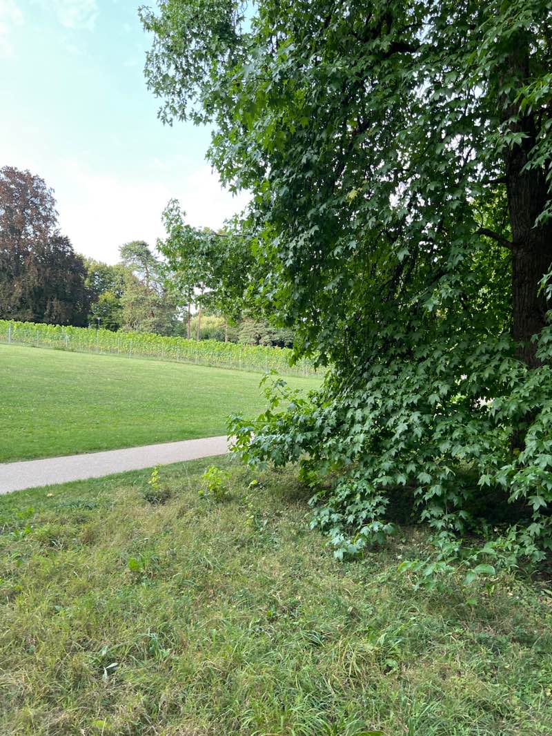 walking near me in Parc de la Mairie in autumn