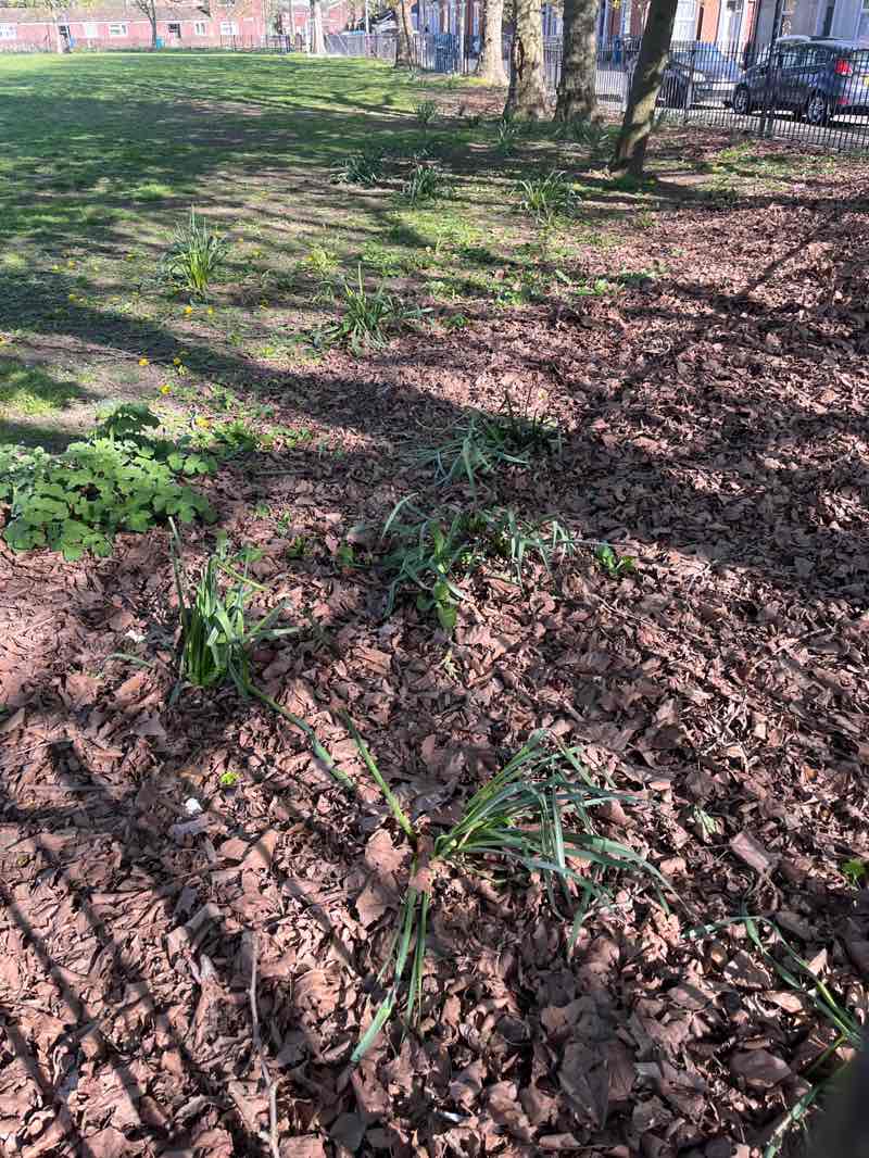 walking near me in Peel Street Park in spring